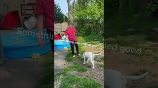 Training with deaf dog Dozer part 1 #deafdog #puppy #dog