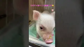 #マイクロブタ #micropig #pig #마이크로돼지 #꿀꿀 #ぶたさん #cute #shorts #bts #子豚 #돼지 #귀여운 #piglet #漂亮的 #bonita #癒し