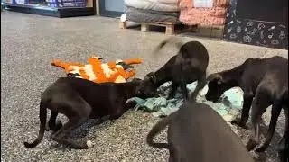Whippets en de Snuffelmat