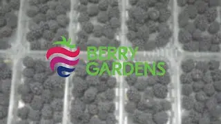 Berry Gardens - State-of-The-Art Fruit Processing & Packaging Facility