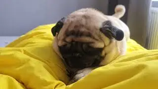 the sleeping pug - episode 32 
