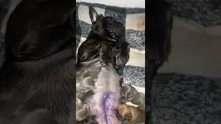 Life of a Frenchie owner #welping #puppy #frenchbulldog #pups #dogowner #frenchie