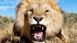 Top 10 Most Powerful Lions in the World🦁#wildlife #nature #factzone