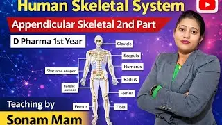 HUMAN SKELETAL SYSTEM APPENDICULAR SKELETAL 2ND PART EXAMPLE D PHARMA 1ST YEAR BY SONAM MAM 