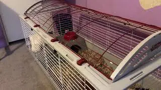 Living world deluxe habitat cage tour