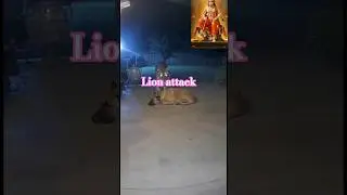 lion attack. tiger attack. #trending 🐯#song 🐯 #sorts 🐯 #like🐯#funny 🐯 #music 🐯 #motivation 🐯#funny 🐯