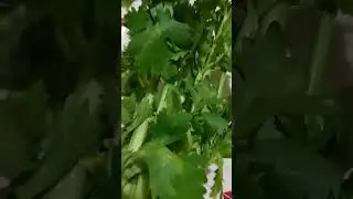 ASMR🌈🌈CELERY/SEDANO#asmr#satisfyingsounds  #satisfying #trending #shorts #viralshorts