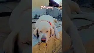 Essential Training Tips for Your Labrador Puppy!