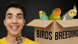 Winter Bird Breeding Formula | Love Birds Budgies Parrots & Cockatiel Breeding Tips in Urdu 2025