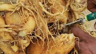 तेजी से बढ़ेगा अडेनियम रिपोट से पहले रुट प्रूनिंग करे  | root pruning of big arabicum before repot