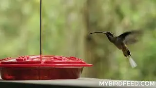 How Long Is a Hummingbird&rsquo;s Tongue