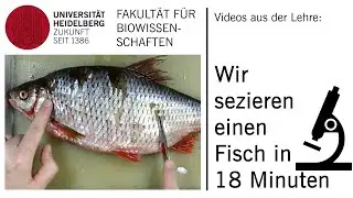 Wir sezieren einen Fisch in 18 Minuten | Grundkurs Biowissenschaften 2021