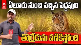 Tiger fear at Torredu : పెద్దపులిని తలుచుకుని వణికిపోతున్న తొర్రేడు గ్రామం | ABP Desam