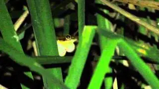 Vocaliza&ccedil;&atilde;o Hypsiboas raniceps