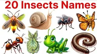 20 Insects name l kide makode ke naam l Reptiles  कीड़े मकोड़े के नाम हिंदी और इंग्लिश में #insects 