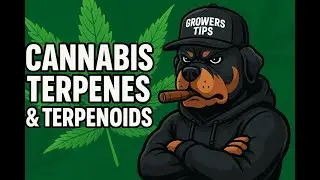 The Hidden Language of Cannabis: Terpenes Explained