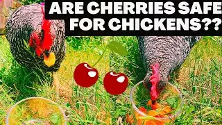 Can Chickens Eat Cherries?🍒🐔