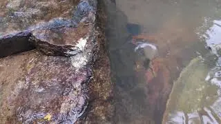 Vortex in a stream