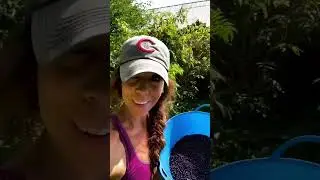 Harvesting Elderberry #elderberry  #recipe #instructions