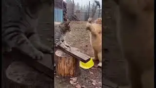 Expectation vs. Reality: #FunnyCats #CatVideos #ConstructionFail #PetLovers #ComedyGold #ShortsFunny