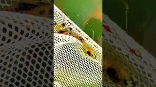 Bumblebee platie | new entry #bumblebee #platies #fish #shortvideo #viral #shortsyoutube #shorts