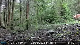 Fallow Deer calling its Baby - Forest Of Dean