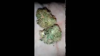 Pitbull Weed Strain - Northwest Dank