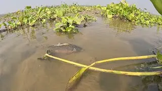 Amazing Fish Video In Village Bill.