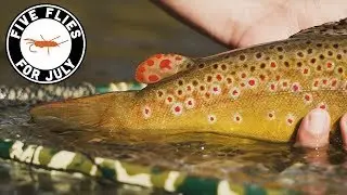 Five Flies for July 2019 - Fly Fishing Cheesman Canyon