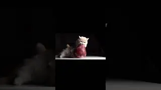 (part 1)beef heart#amsreating #rawfedcat #cateating #catsoftiktok #cat#shorts
