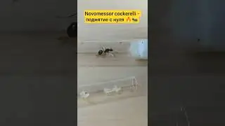🔥🐜Novomessor cockerelli - охотники пустынь №10. #формикарий #муравьи #муравьинаяферма #энтомолог