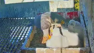 #falcons nest Cam2#87 Review mother bird feeding her chicks in the nest #birds #nature #lovebirds