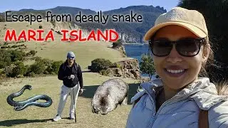 OMG! 😨 We nearly Died on [MARIA ISLAND TASMANIA] with the most deadliest snake in the world. 😬🐍