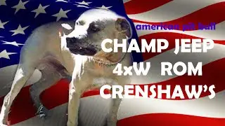 CRENSHAW'S JEEP  CH 4xW ROM APBT. Питбуль рабочего разведения.