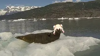 Seal nene get shocked | Animal hololive