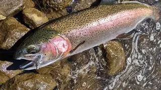 Trophy Sized Rainbow Trout at Lake Almanor Hamilton Branch