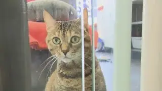 Mr. G visits Best Friends Animal Sanctuary in NYC