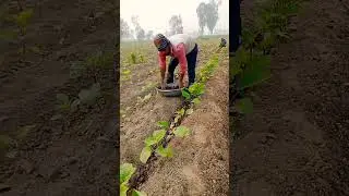 Brinjal crop farming // garden farming // how to do garden farming