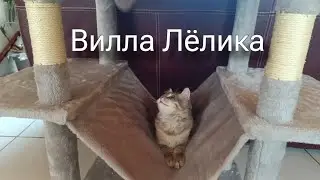 Кошачее дерево XXL. Коту раздолье!