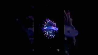Unseen Rainbow Tripod Fish 🐠 #shorts #facts