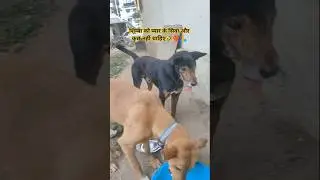 शिम्बा को प्यार के सिवा और कुछ नहीं चाहिए🤣❤️🙏 #simba #dog #dogvideos #animals #labrador #ytshorts