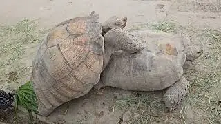 Tortoise Copulating