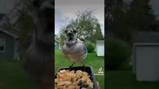 Calling a Blue Jay