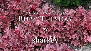 Ruby Tuesday - The Rolling Stones (cover-live by Bill Sharkey)