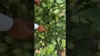 Fh new triple gene cotton variety