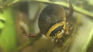 ИНСЕКТАРИЙ: 26. Поводень Пепельный (Graphoderus cinereus)