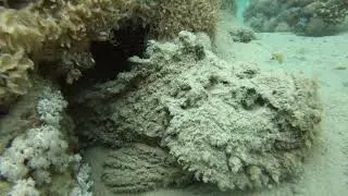 Stonefish#safari #boat #diving #redsea