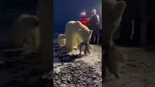 Rescuers Save Polar Bear CubA polar bear cub is rescued from icy waters. Inspiring! #youtube #shorts