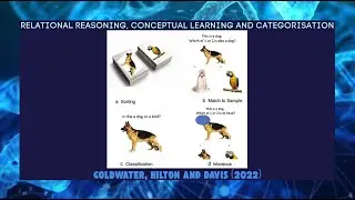 Relational reasoning, conceptual learning and categorisation