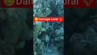 🪸🪸Coral Damage 😔 #shorts #ytshorts #viralshorts #viral